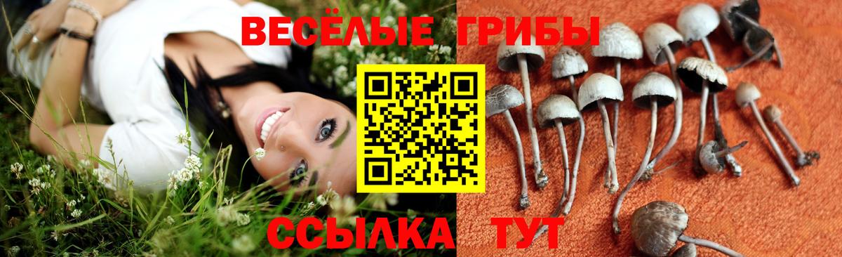 Новочебоксарск  Галлюциногенные грибы мухоморы  Галлюциногенные грибы Psilocybe  Вход с VPN 